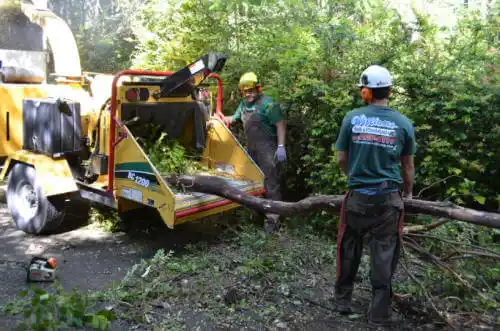 tree services Wilroads Gardens